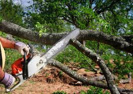 Professional Tree Services in Prudhoe Bay, AK